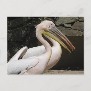 Twee Schattigee Pelicans DIY Briefkaart