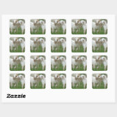 Twee Schattigee witte Baby Goats Vierkante Sticker (Vel)