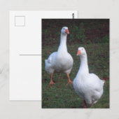 Twee Schattigee Witte Ganzen DIY Briefkaart (Voorkant / Achterkant)