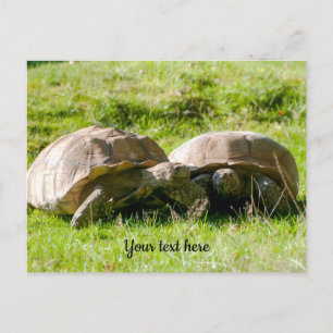 Twee schildpadden - Beste vrienden! Ansichtkaart Briefkaart