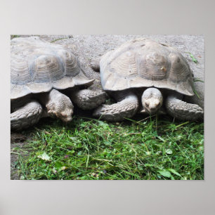 Twee schildpadden die dieren eten poster