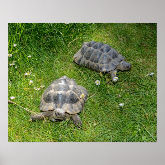 Twee schildpadden door groengras poster (Voorkant)