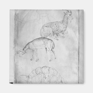 Twee schildpadden, geiten en schapen magneet