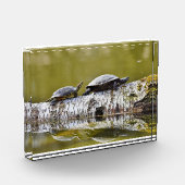 Twee schildpadden lopen op boomstammen fotoblokken (Links)