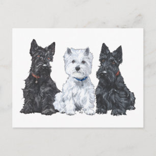 Twee Scotties en een Westie Briefkaart