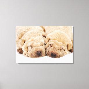 Twee Shar Pei-puppies slapen Canvas Afdruk