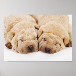 Twee Shar Pei-puppies slapen Poster