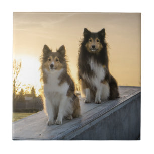 Twee Shelties op een Dak bij Zonsopgang Tegeltje