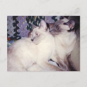 Twee Siamese katten Briefkaart