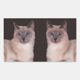 Twee Siamese katten Rechthoekige Sticker