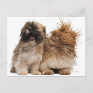 Twee sjiitische Tzus in de wind Briefkaart