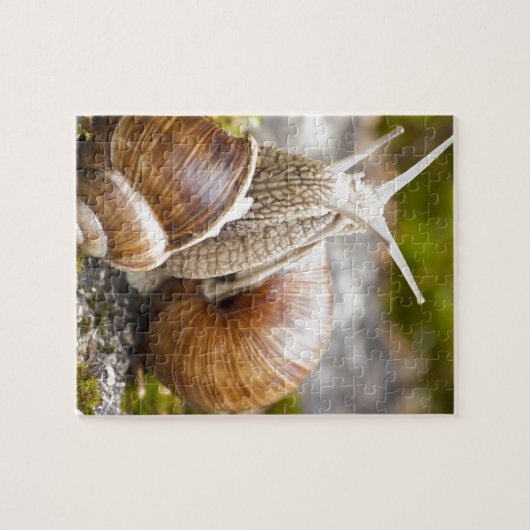 Twee slakken legpuzzel (Horizontaal)