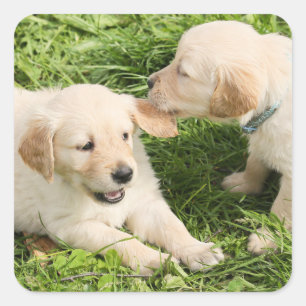 Twee speelse gele lab Puppies keramische Ornament Vierkante Sticker