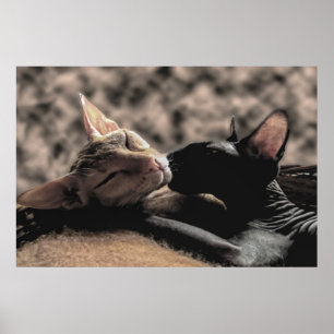 Twee Sphynx katten kussen - Liefde echte foto Poster