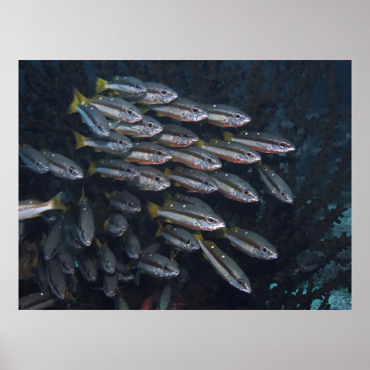 Twee Spot Snappers Poster (Voorkant)