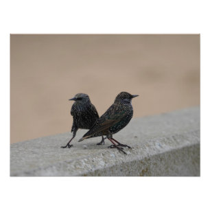 Twee Spreeuwen Foto Afdruk