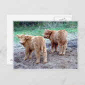 Twee  staarten! briefkaart (Voorkant / Achterkant)