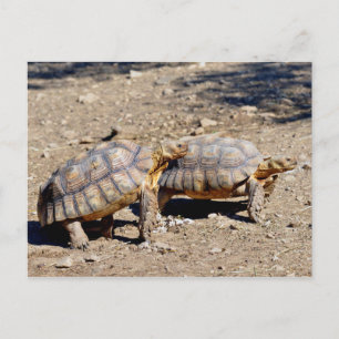 Twee sulcata-schildpadden op de grond briefkaart