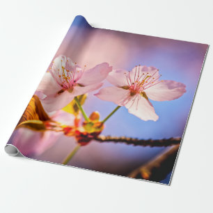 Twee Sunlit Sakura Blossom Cadeaupapier