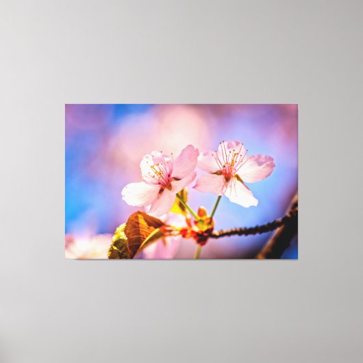 Twee Sunlit Sakura Blossom Canvas Afdruk (Voorkant)