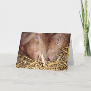 Twee Sweet Sleeping Pigs Foto - Blank Kaarten