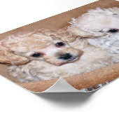Twee Tan Speelgoed Poodle-Puppies Poster (Hoek)