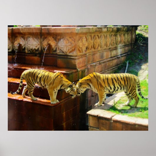 Twee tigers poster (Voorkant)