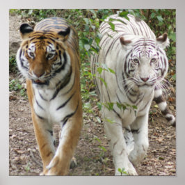 TWEE TIGERS STRUTEREN - WITTE EN BENGTE POSTER