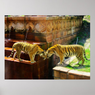 Twee Tijgers Poster