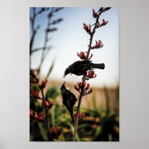 Twee Tui vogels op Nieuw-Zeelands vlas Poster