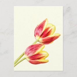 Twee Tulpen Briefkaart