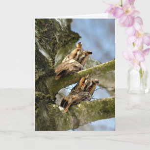 Twee uilen in het bos, vogels, dieren in het wild  kaart