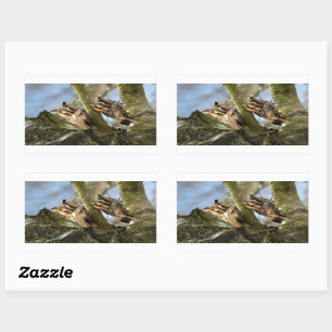 Twee uilen in het bos, vogels, dieren in het wild  rechthoekige sticker