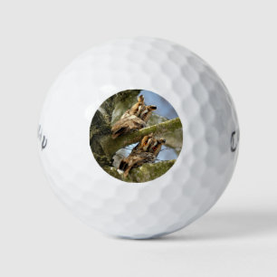 Twee uilen in het bos, vogels, wildlife Golfballen