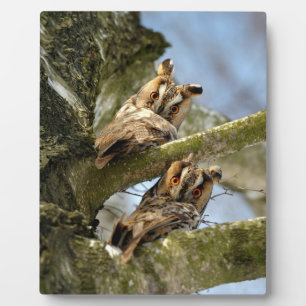 Twee uilen in het bos, vogels, wildlife Plaque Fotoplaat