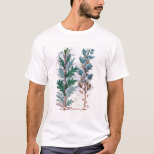 Twee variëteiten van Artemesia T-shirt