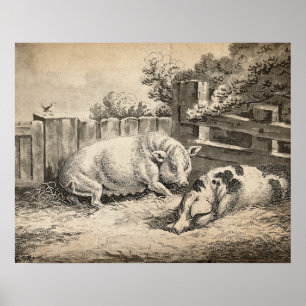 Twee Varkens die in rietje liggen in een buitenpen Poster