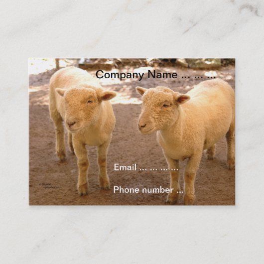 Twee Visitekaartjes schapen (Voorkant)