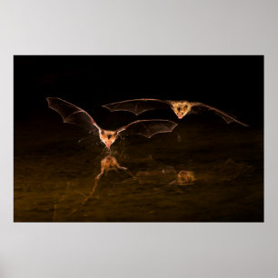Twee vleermuizen vliegen over water, Arizona Poster