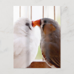 Twee vleesetende vogels in kooi briefkaart
