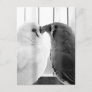 Twee vleesetende vogels in kooi feestdagenkaart
