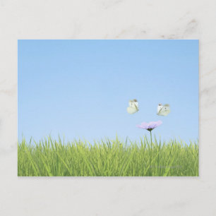 Twee vlinders over de bloem briefkaart