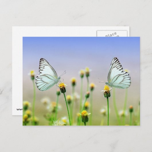 Twee vlinders, twee bloemen briefkaart (Voorkant / Achterkant)