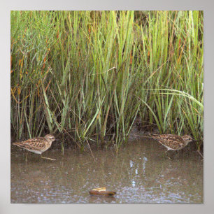 Twee Vogels Foto Poster