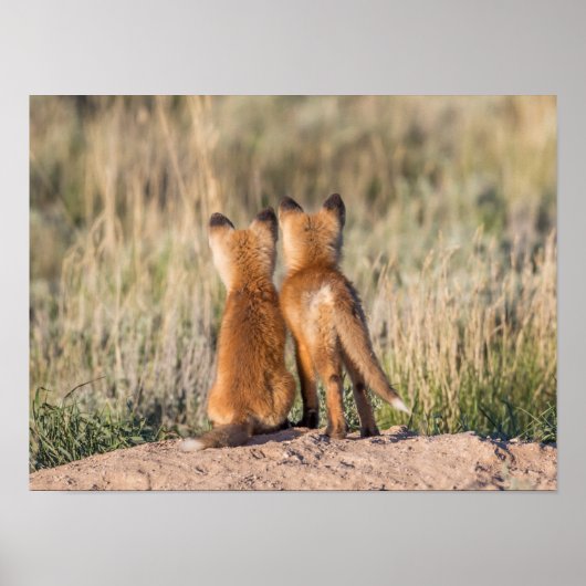 Twee vosjes poster (Voorkant)