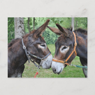 Twee vriendschappelijke ezels briefkaart