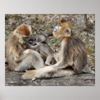 Twee vrouwelijke Gouden Monkeys met pasgeborenen