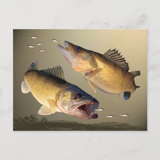 Twee walleye-voedingen briefkaart (Voorkant)
