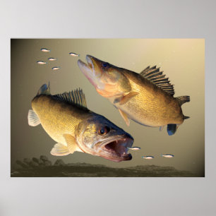 Twee walleye-voedingen poster