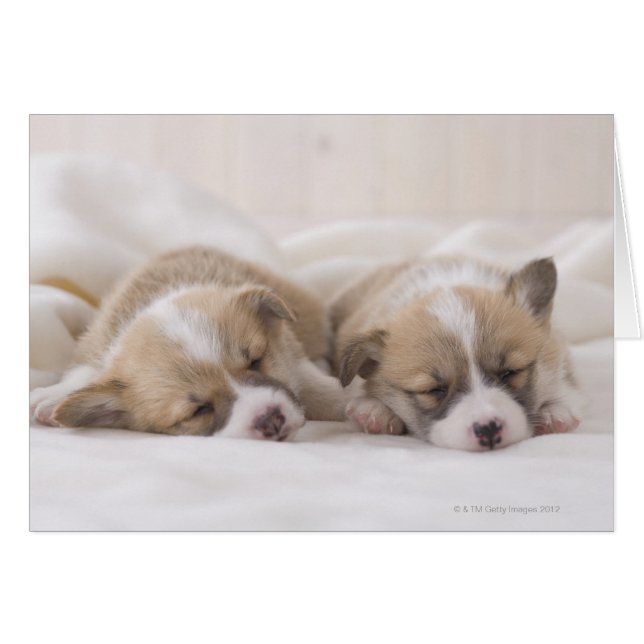 Twee Welsh Corgi Slaping (Voorkant Horizontaal)
